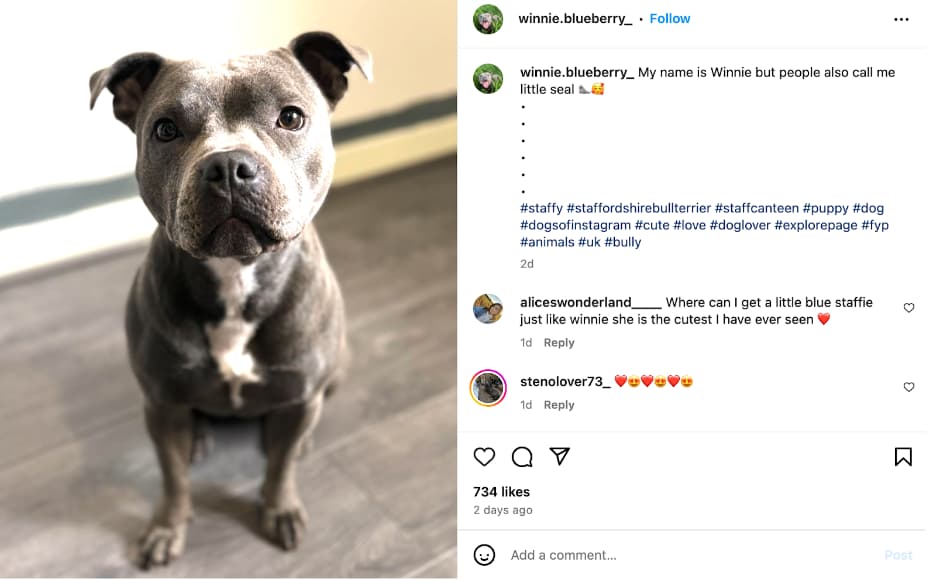 pet influencer example winnie